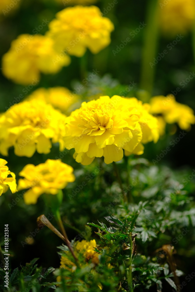 Mexican marigold, or African marigold is a flowering annual herb belonging to the Asteraceae family. tagetes erecta. Mexican marigold, or African marigold is a flowering annual herb belonging to the Asteraceae family. tagetes erecta.