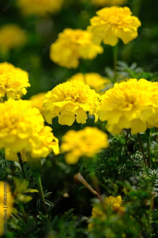 Mexican marigold, or African marigold is a flowering annual herb belonging to the Asteraceae family. tagetes erecta. Mexican marigold, or African marigold is a flowering annual herb belonging to the Asteraceae family. tagetes erecta.