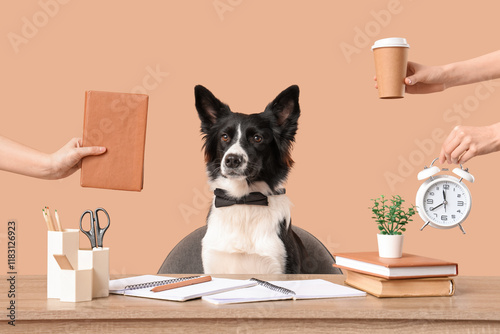 Fototapeta Naklejka Na Ścianę i Meble -  Cute Border Collie dog and female hands with things at table on beige background. Time management concept