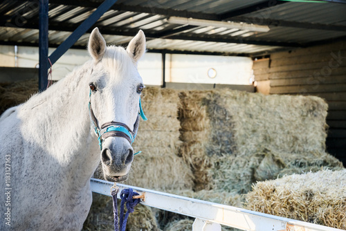 White horse with headstall next to bales of hay and straw at the stables of an equestrian center photo