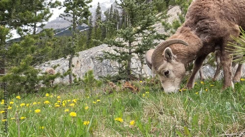 Closeup shot at a low angle of bighorn sheep grazing in the Canadian Rockies National Park.It is a dry sunny day. photo