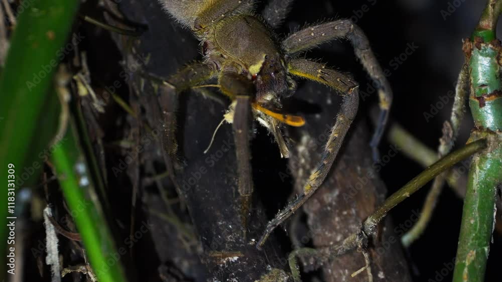 At night in the Peruvian jungle, a Phoneutria nigriventer spider, illuminated by artificial light, slowly kills a moth. The moth's movements are captured as the deadly predator strikes with precision At night in the Peruvian jungle, a Phoneutria nigriventer spider, illuminated by artificial light, slowly kills a moth. The moth's movements are captured as the deadly predator strikes with precision
