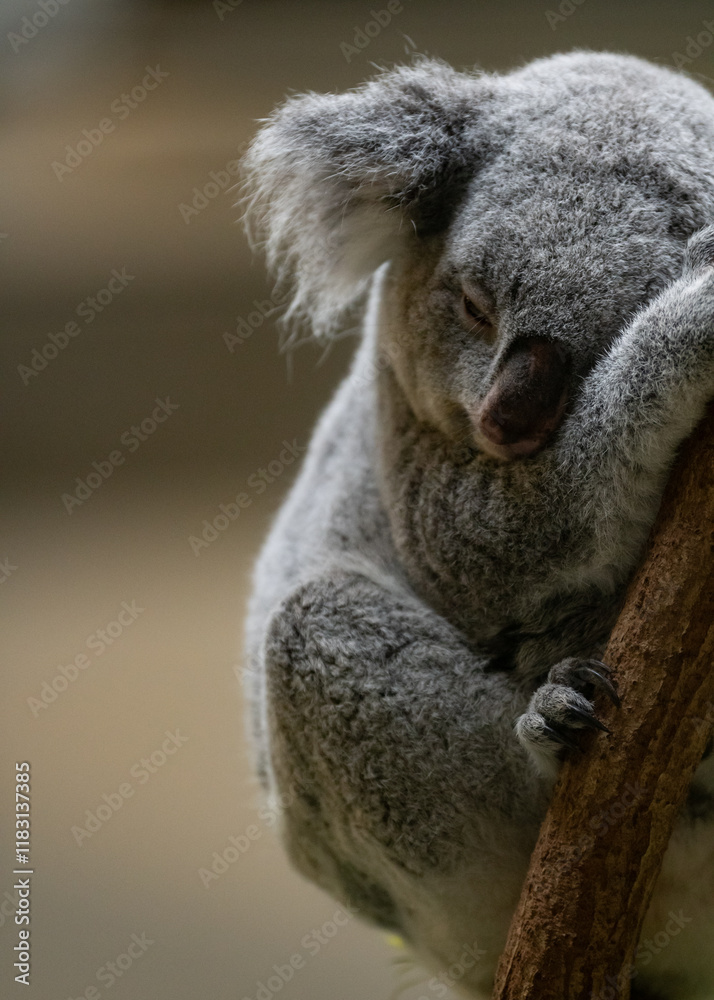 Naklejka premium 木の上で眠る可愛いコアラ