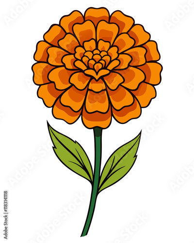 Marigold Flower Vector Illustration, Elegant Floral Design 