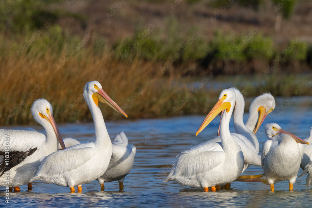American white pelicans (Pelecanus erythrorhynchos) in Manatee County, Florida