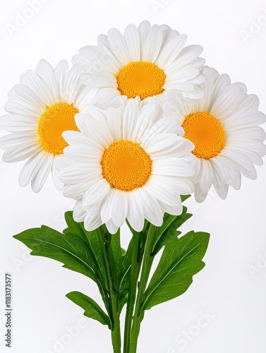 A photostock of fresh daisies in a charming bouquet, showcasing white petals and yellow centers, arranged on a bright white background for floral-themed designs. High Quality photo