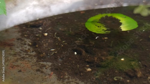 Mosquito larvae in puddles