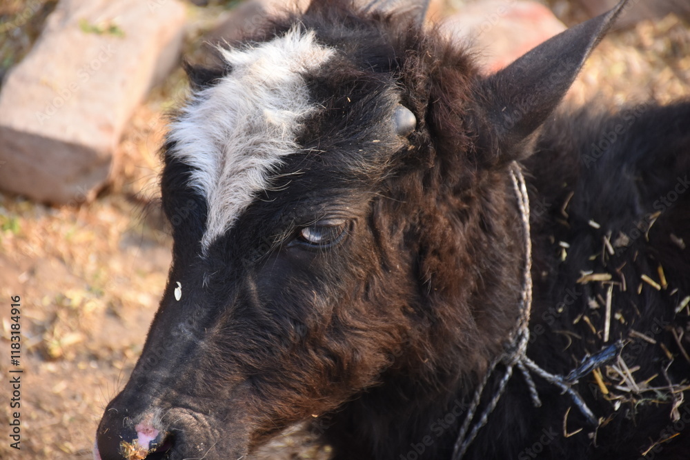 cow in the farm, domestic animal like cow face black and white, close up of a goat cow in the farm, domestic animal like cow face black and white, close up of a goat