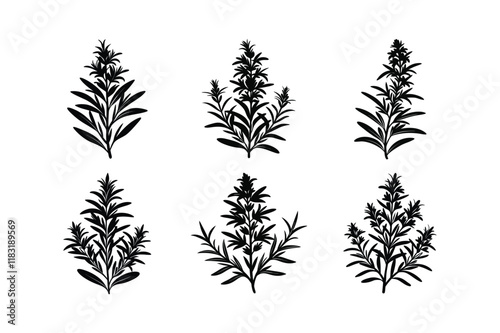 Rosemary (Salvia rosmarinus) design, labeled silhouette vector illustration
