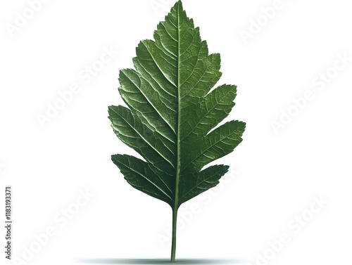 A graceful and detailed illustration of a single leaf, its veins delicately outlined in fine lines, showcasing its natural symmetry. The leaf is vibrant green, with soft gradients that emphasize its d photo