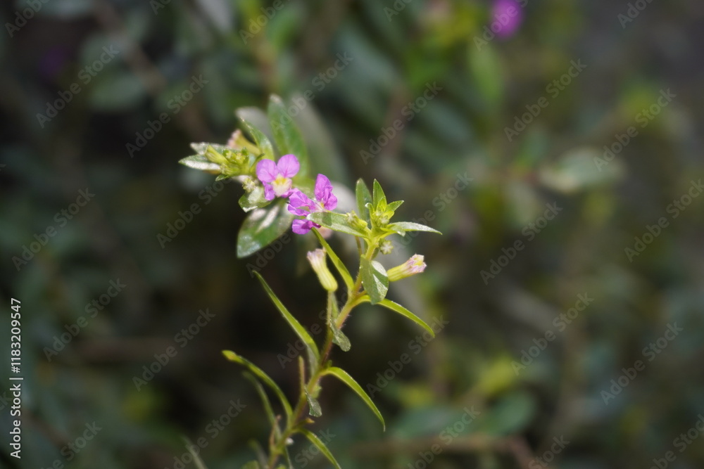 Close-Up of Purple Cuphea Flower with Green Foliage Close-Up of Purple Cuphea Flower with Green Foliage