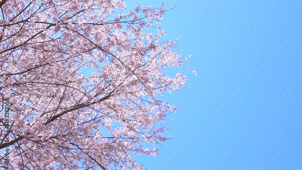 風に揺れる満開の桜の花びらと青空 4K 風に揺れる満開の桜の花びらと青空 4K