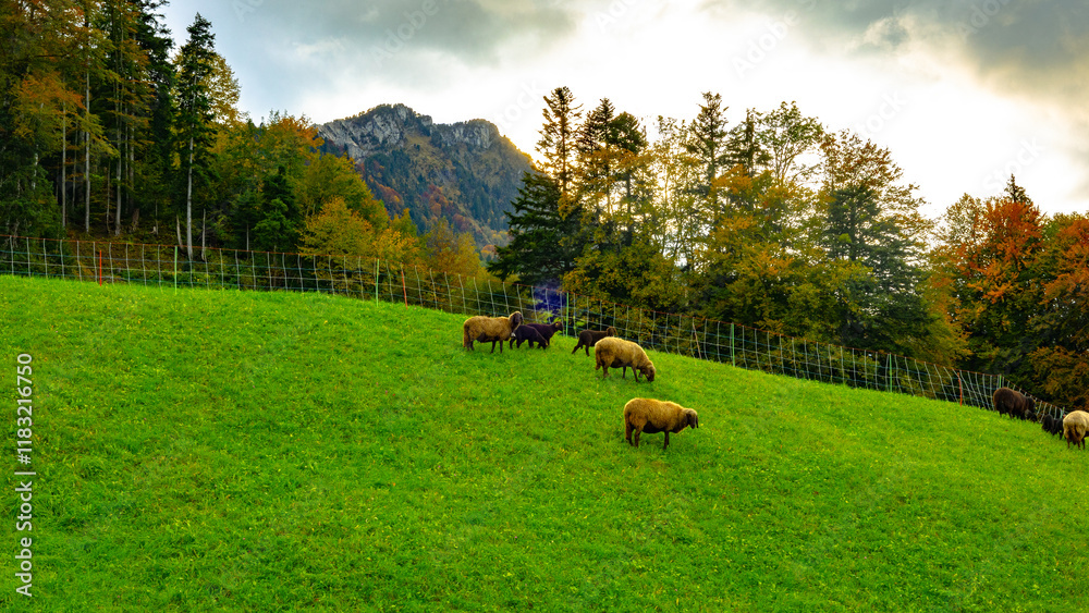 Small family of brown sheep feeding grass on a green meadow. Rigi Hochflue peak in the background. Small family of brown sheep feeding grass on a green meadow. Rigi Hochflue peak in the background.