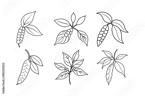 Szechuan Pepper (Zanthoxylum piperitum) design, labeled line art vector illustration