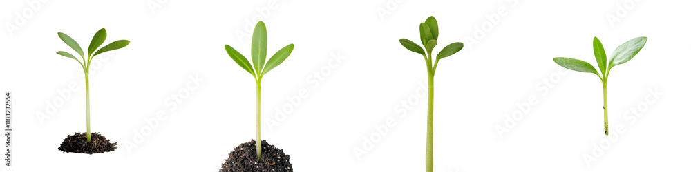 Closeup of young green plant seedlings or sprouts emerging from the soil representing growth renewal new life and untapped potential Concept of sustainability ecology Closeup of young green plant seedlings or sprouts emerging from the soil representing growth renewal new life and untapped potential Concept of sustainability ecology