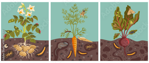 vector drawing garden plants with roots, green leaves, flowers and pests, vegetable and insects in soil ground, potato, carrot and beet, hand drawn illustration
