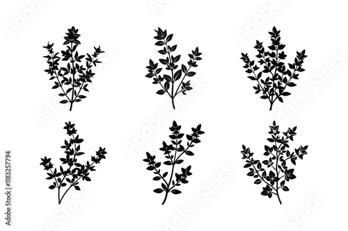 Thyme (Thymus vulgaris) design, labeled silhouette vector illustration