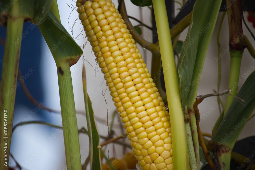 Naklejka premium Ripe Yellow Corn Cob on Plant