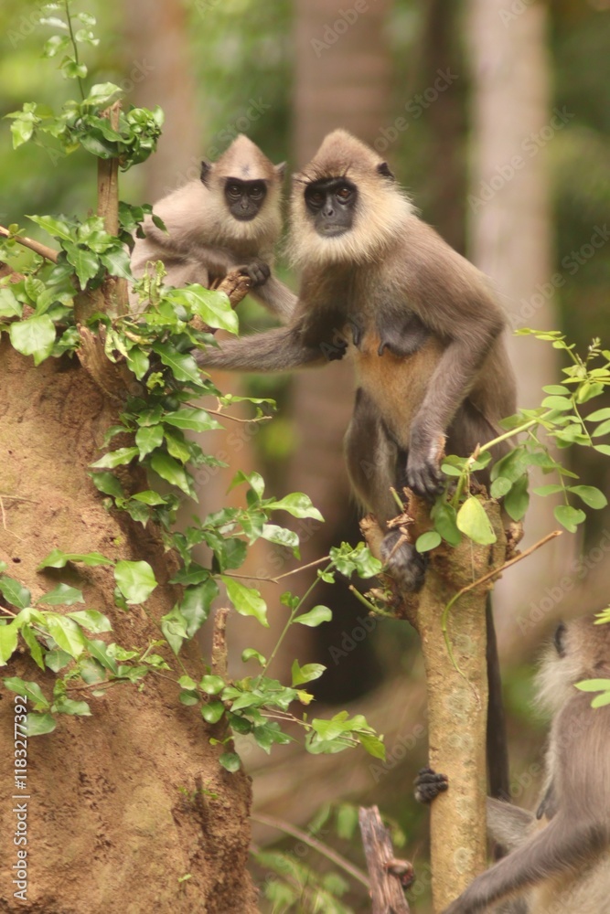 Obraz premium monkey hanuman langur