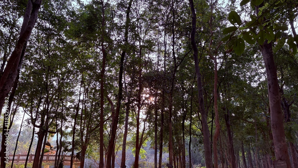 Fototapeta premium Forest and sunshine in the morning.