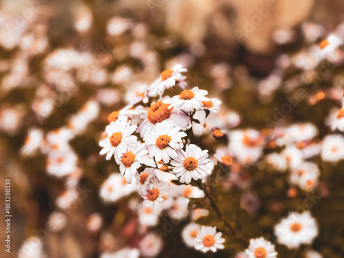 White flowers, small bunch of flowers, close-up