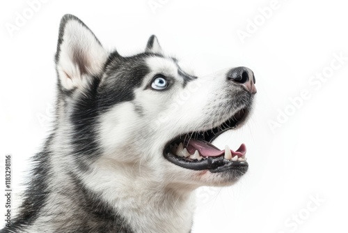 Photo of shocked siberian husky animal canine mammal. photo