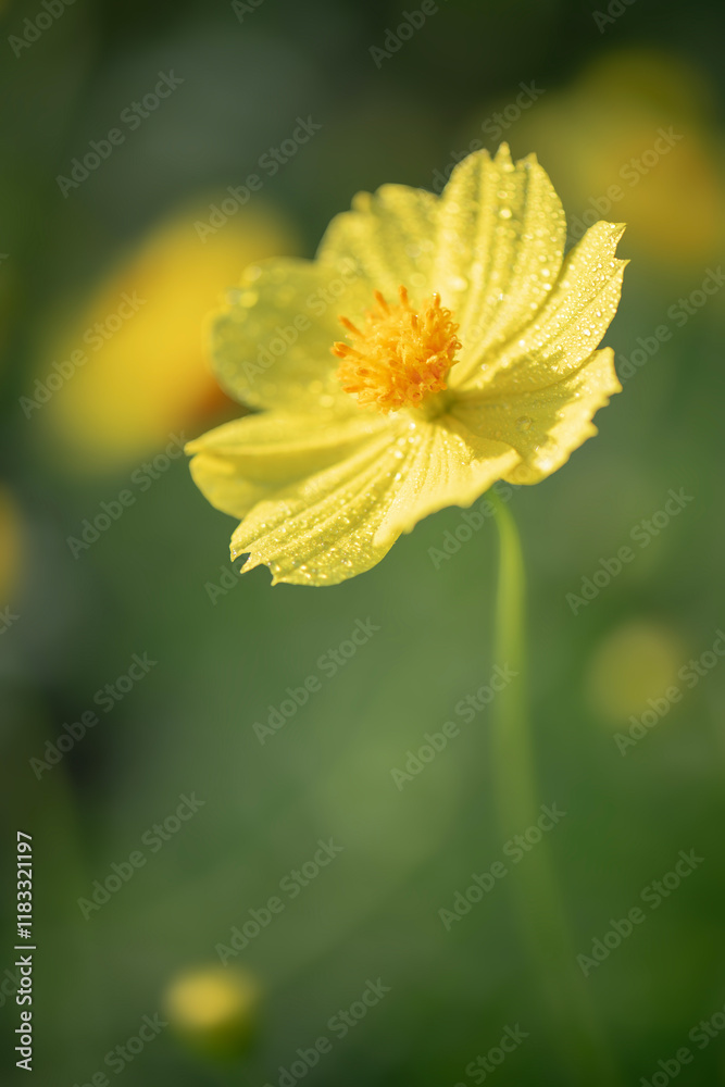 Cosmos sulphureus is a species of flowering plant in the sunflower family Asteraceae, also known as sulfur cosmos and yellow cosmos. Cosmos sulphureus is a species of flowering plant in the sunflower family Asteraceae, also known as sulfur cosmos and yellow cosmos.