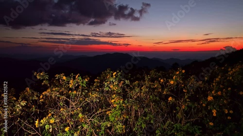 Yellow sunflowers are illuminated by the light. Bright yellow clusters in the darkness. The sky is splashed with colorful as a backdrop. golden wildflowers illuminated against a dramatic sunset sky