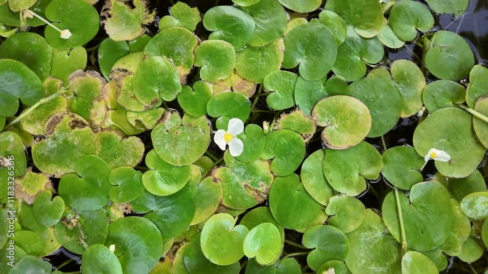 Water Lily in Bloom: A single, delicate white water lily blossom emerges from a lush bed of round, green leaves, creating a captivating contrast of color and texture. Water Lily in Bloom: A single, delicate white water lily blossom emerges from a lush bed of round, green leaves, creating a captivating contrast of color and texture.