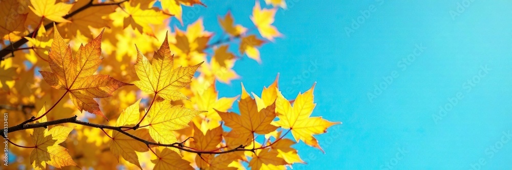Dense clusters of yellow autumn leaves against a clear turquoise blue sky, sky, blue, nature Dense clusters of yellow autumn leaves against a clear turquoise blue sky, sky, blue, nature