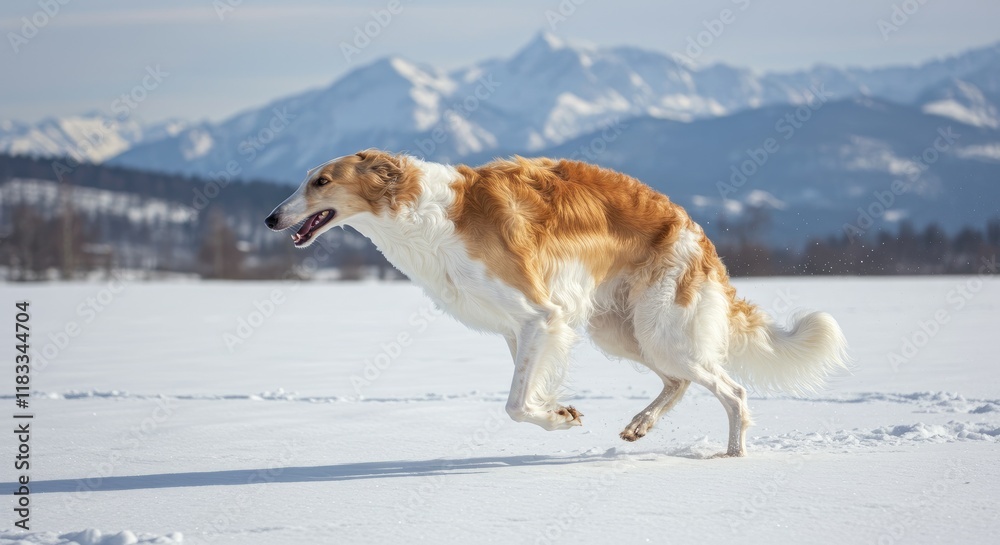 Borzoi Galloping Across Snowy Plain, Graceful Movement Borzoi Galloping Across Snowy Plain, Graceful Movement