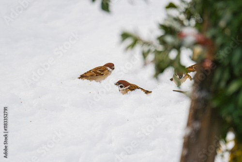 雪原の餌場に集まるスズメ photo