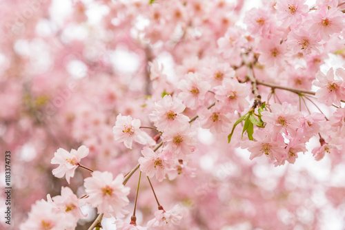 Yaebenishidare Sakura cherry blossoms in full bloom, Garyu Park, Japan's Top 100 Cherry Blossom Spots, Suzaka City, Nagano Prefecture, Japan photo