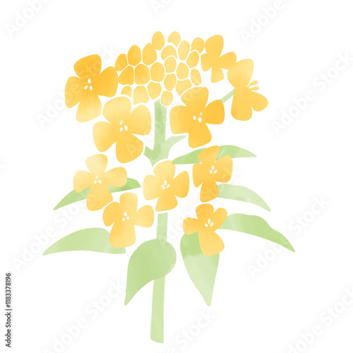 Fototapeta Naklejka Na Ścianę i Meble -  水彩風　菜の花のイラスト