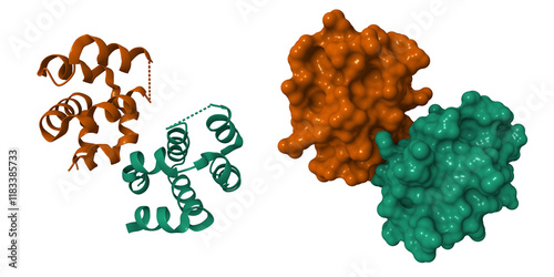 Dimeric structure of CARMA1 CARD. 3D cartoon and molecular surface models, PDB 4jup, chain id color scheme