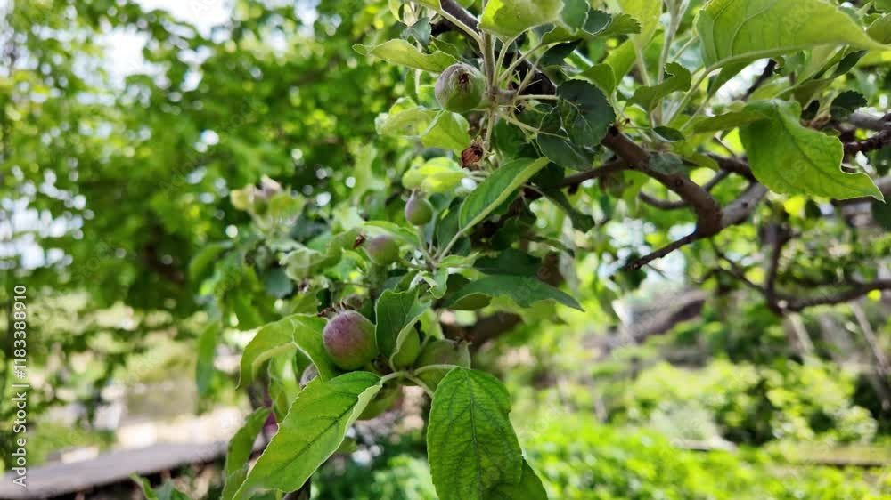 Unripe small apples in the orchard on the apple tree Unripe small apples in the orchard on the apple tree