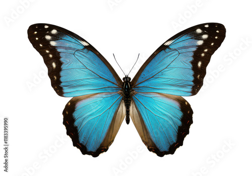 Stunning blue butterfly with open wings displaying intricate black and white details, isolated on white background