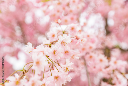 Yaebenishidare Sakura cherry blossoms in full bloom, Garyu Park, Japan's Top 100 Cherry Blossom Spots, Suzaka City, Nagano Prefecture, Japan photo