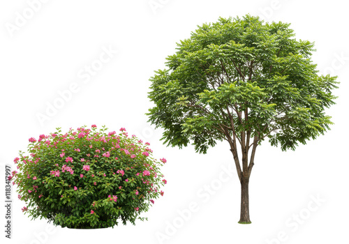 Flower bush tree set isolated on white background, no depth of field, sharp.