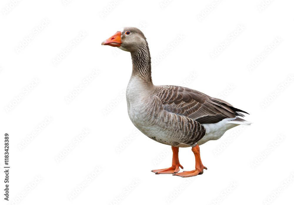 Goose isolated on white background, no depth of field, sharp. Goose isolated on white background, no depth of field, sharp.