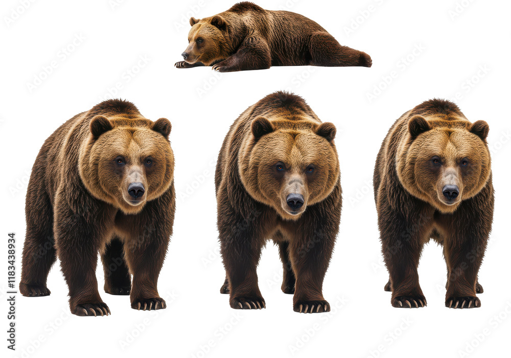 Fototapeta premium three brown bears in different poses, isolated on white background, front view, no depth of field, sharp.