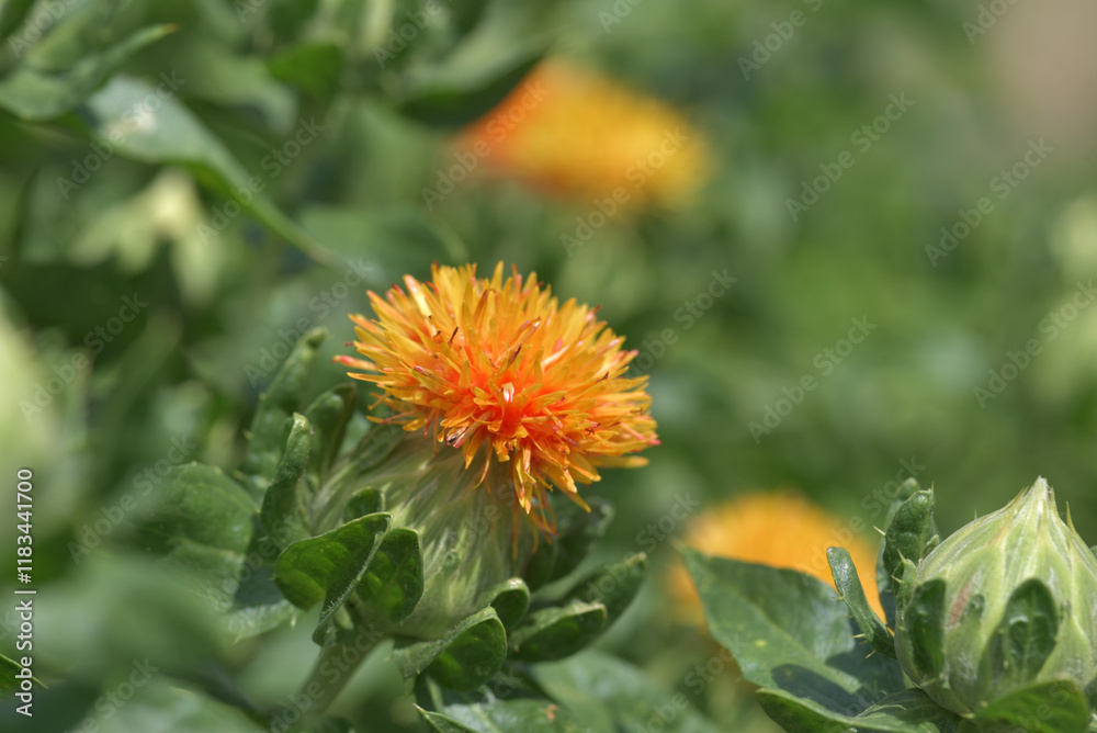紅花