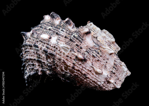 Angaria delphinus shell close-up isolated on black photo