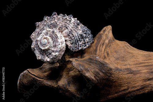 Angaria delphinus shell on driftwood photo