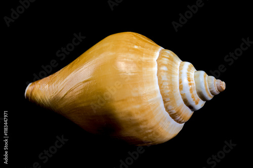 Laevistrombus canarium shell isolated on black background