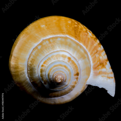 Laevistrombus canarium shell isolated on black background photo