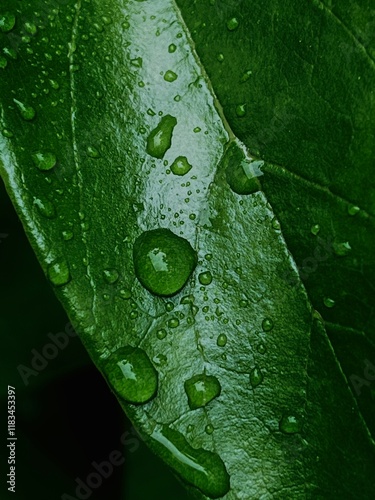 water drops on leaf