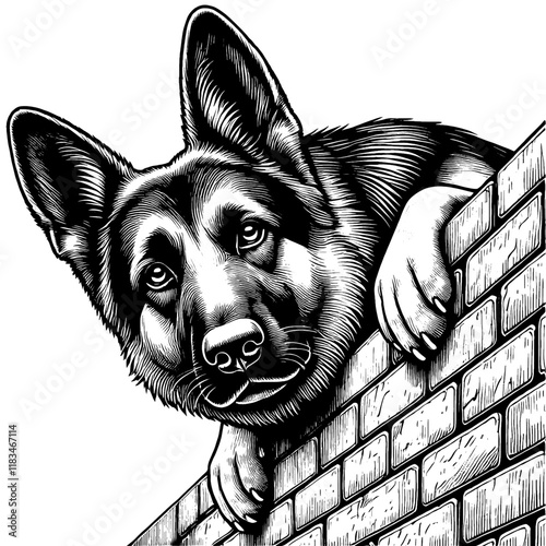 Hand drawn peeking German Shepherd portrait, vector sketch isolated on white background, SVG vector	