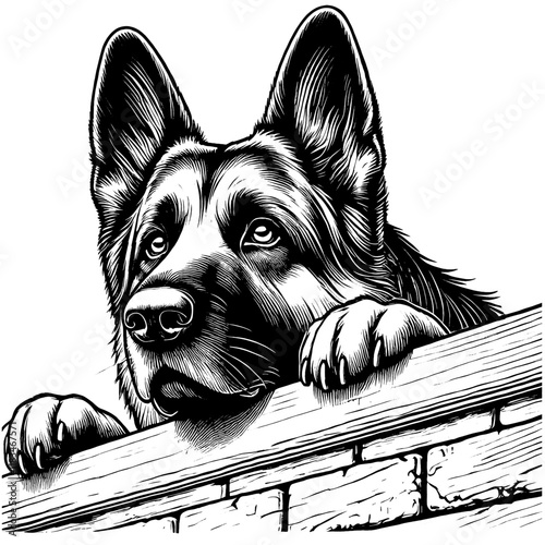 Hand drawn peeking German Shepherd portrait, vector sketch isolated on white background, SVG vector	