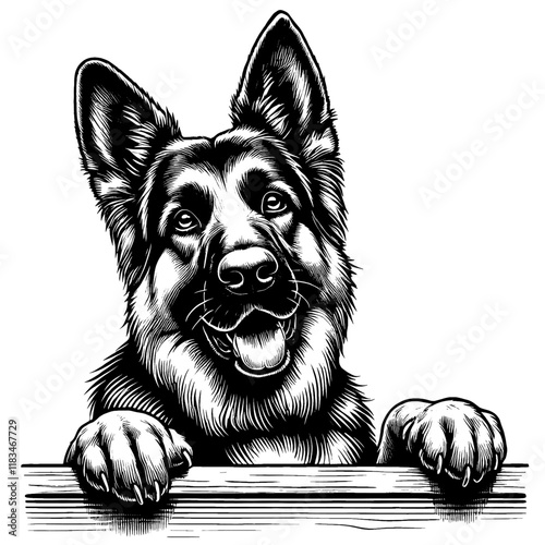 Hand drawn peeking German Shepherd portrait, vector sketch isolated on white background, SVG vector	